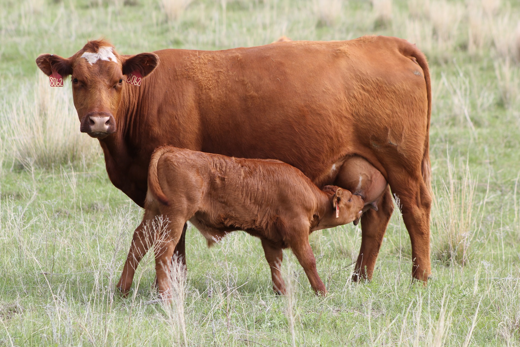 registration-opens-for-2020-nebraska-ranch-practicum-ianr-news